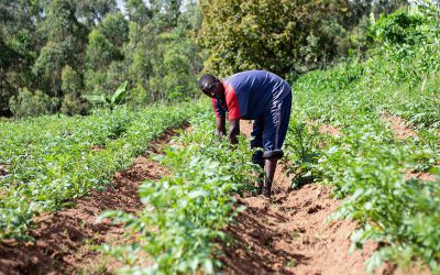 Unlocking Food Security through Climate-Smart Agriculture: Invaluable Wisdom from Smallholder Farmers